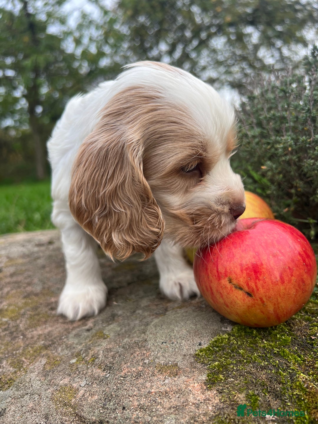 Cocker Spaniel dogs for sale: 🐾Gorgeous Cocker Spaniel Puppies 🐶🐾 - Image 24