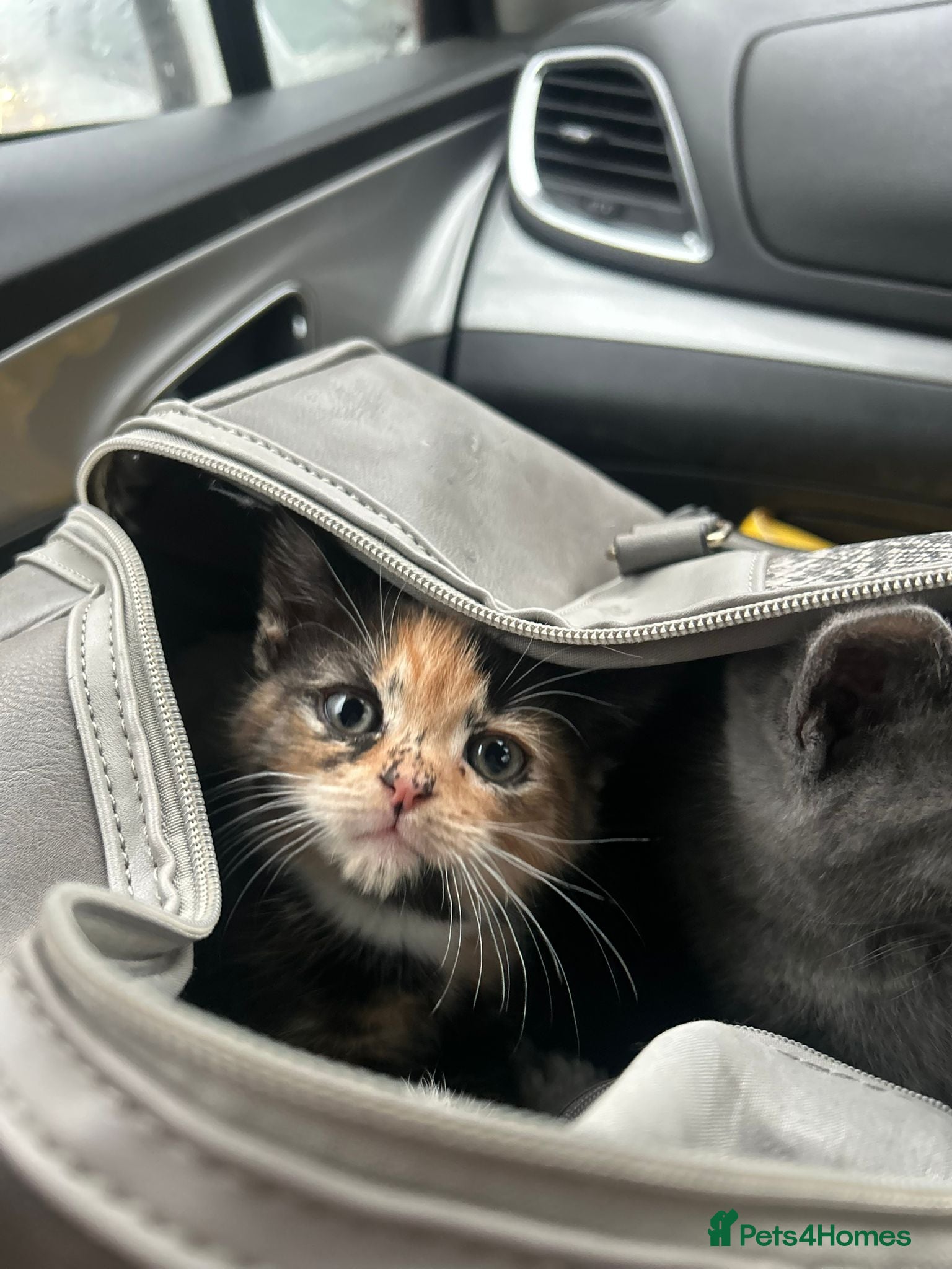 British Shorthair cats Black torte kitten female British Short Hair left - Advert 1