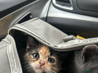 British Shorthair cats Black torte kitten female British Short Hair left - Advert 1