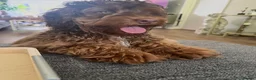 Cockapoo dogs for sale: Beautiful 7-Month-Old Female F1 Cockapoo in Folkestone - Advert 3