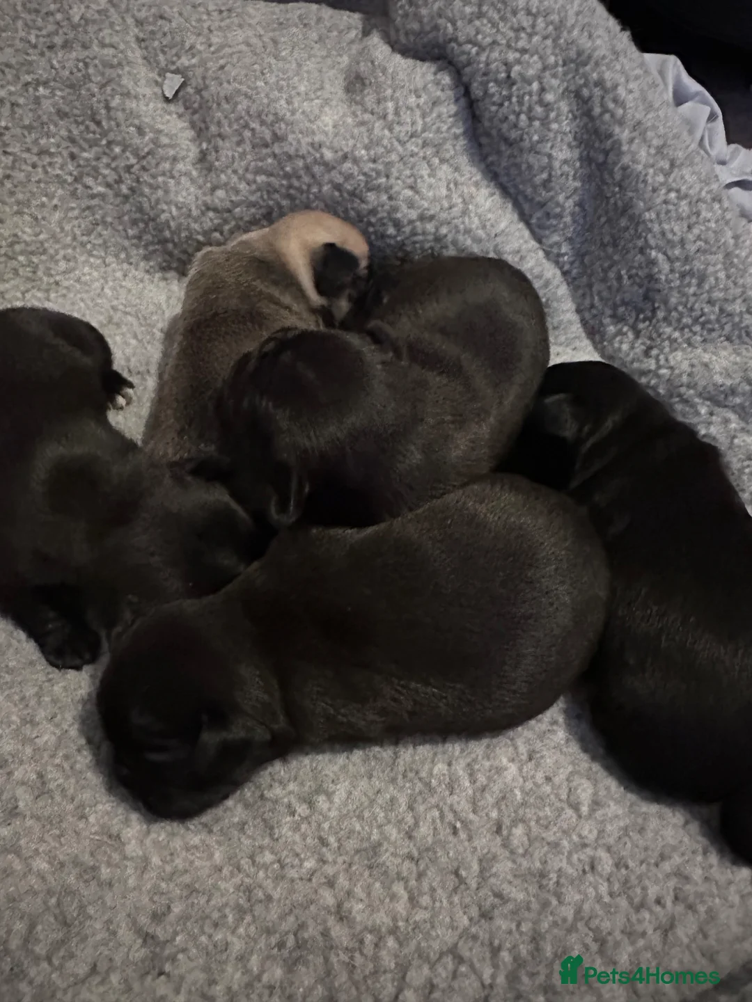 Pug dogs for sale: Pug puppies  - Advert 2