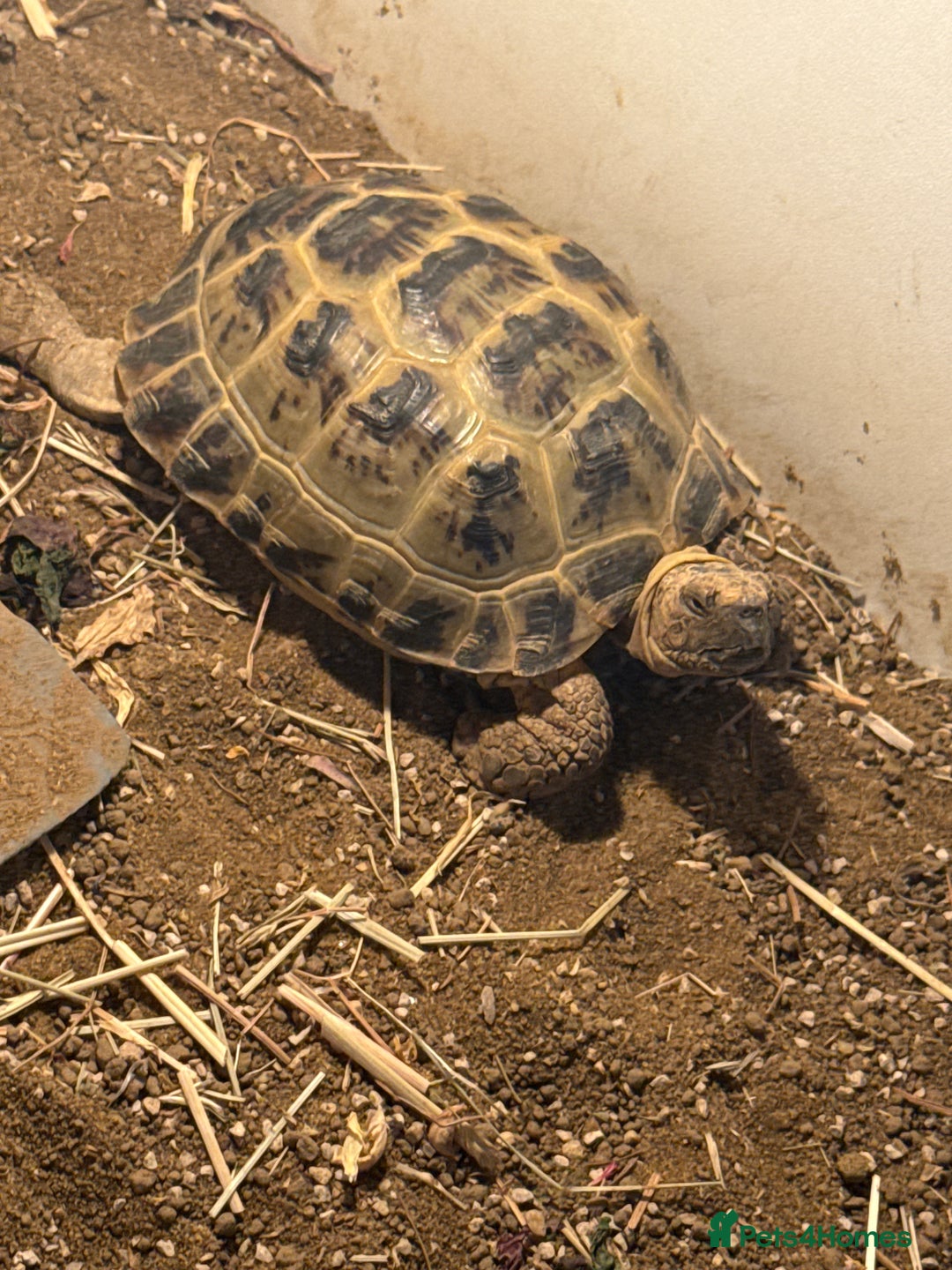 Tortoise reptiles for sale: Horsefields Tortoise  - Image 2