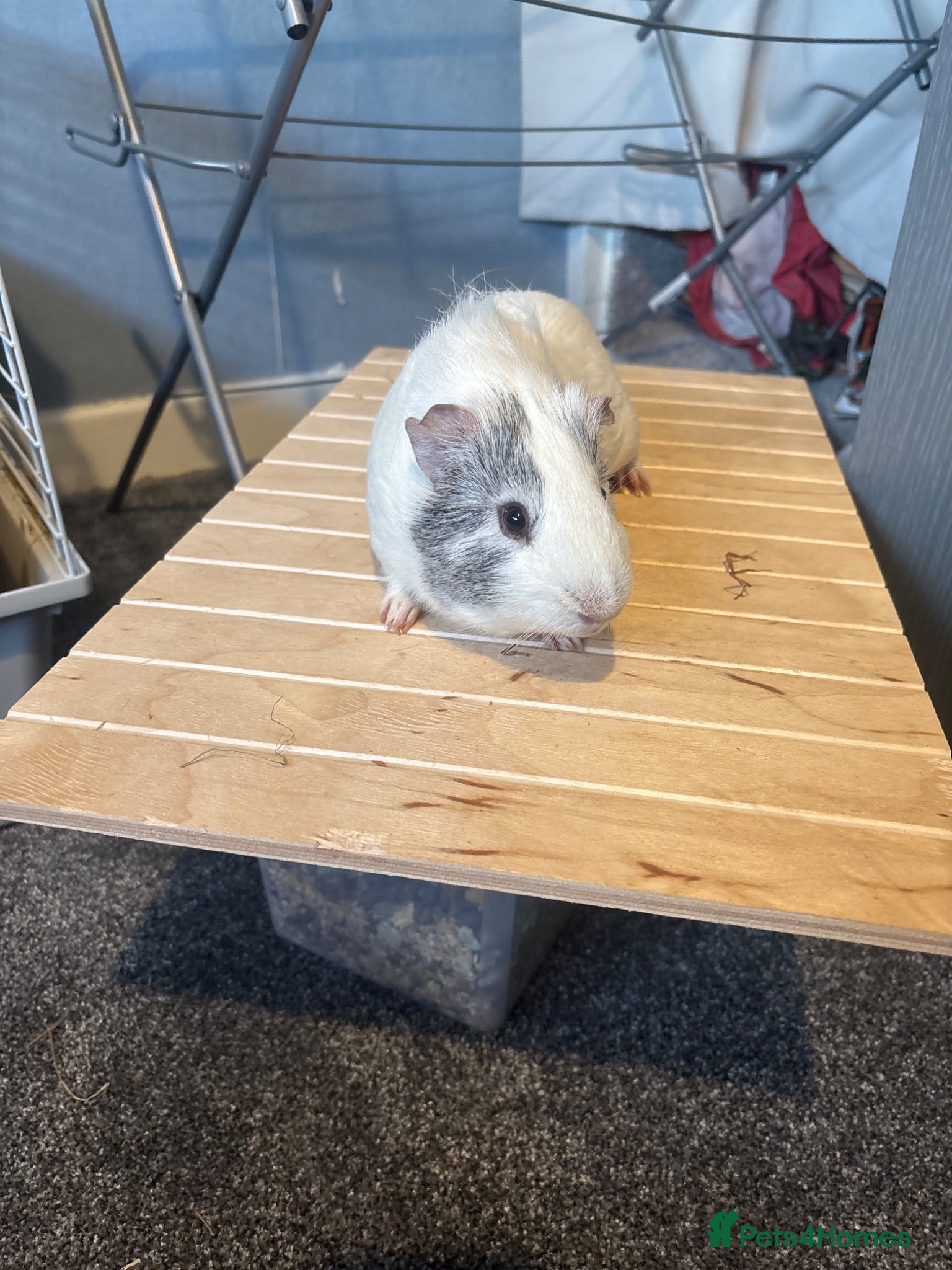 Guinea Pig rodents 2 beautiful male guinea pigs - Advert 1