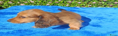 Miniature Dachshund 4