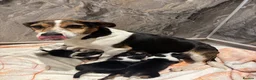 Mixed Breed dogs for sale: Gorgeous little Parson x Jack Russell babies  - Advert 3