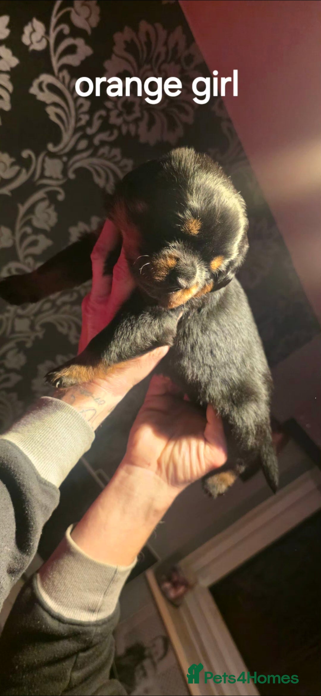 Rottweiler dogs for sale: Kc rottweiler  - Advert 4