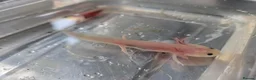 Axolotl reptiles for sale: Axolotl in Spalding - Advert 1