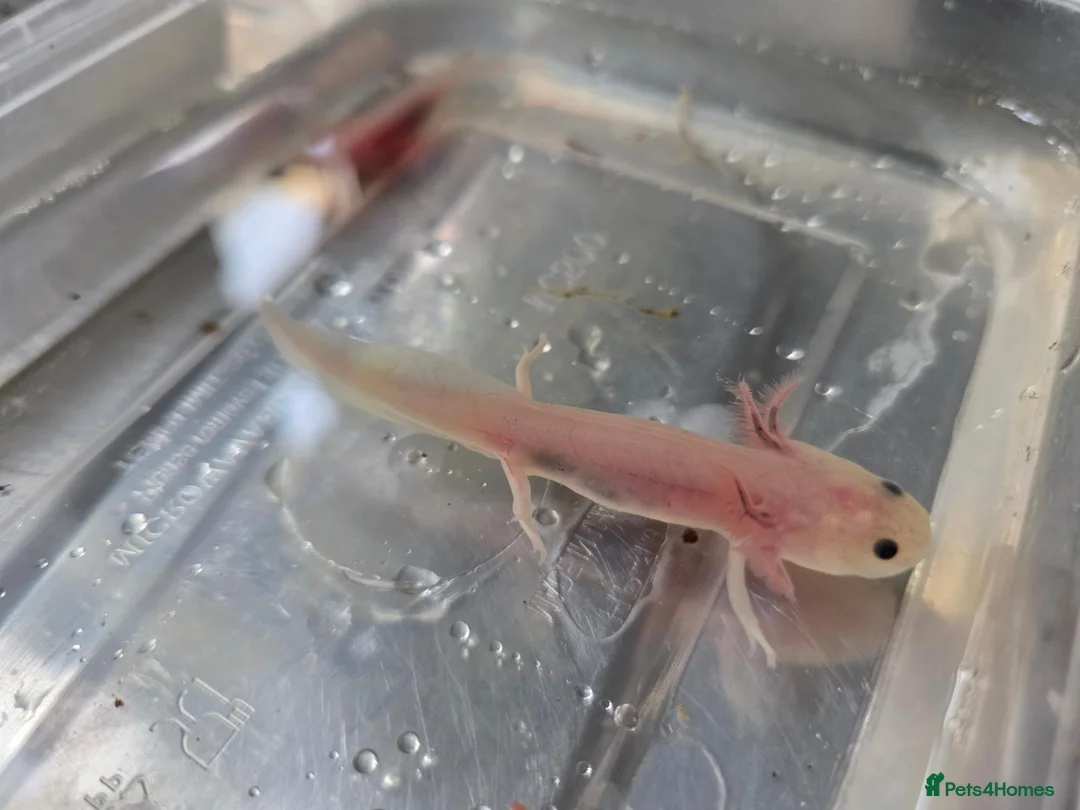 Axolotl reptiles for sale: Axolotl in Spalding - Advert 1