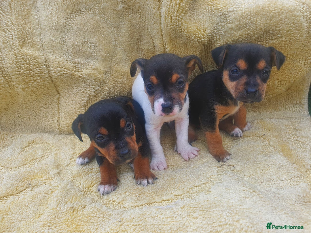Jack Russell dogs for sale: Jack russell puppies - Image 4