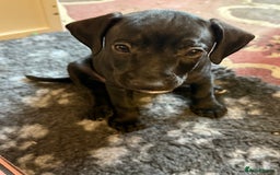 Mixed Breed dogs for sale: French bulldog/cockerspaniel 12 weeks old   - Advert 12