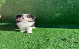 Australian Shepherd dogs for sale: Australia shepherd Kc puppies  - Image 9
