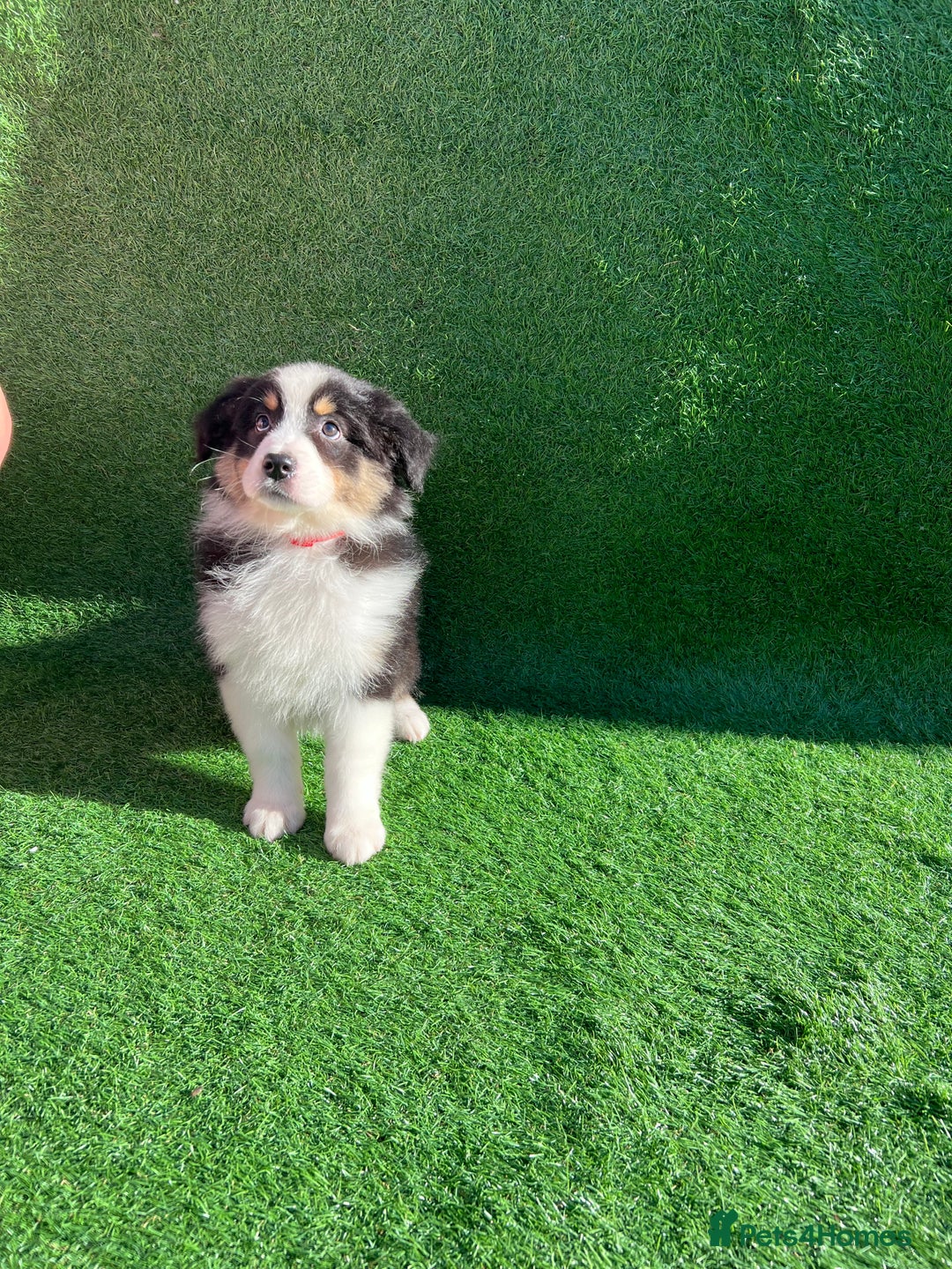 Australian Shepherd dogs for sale: Australia shepherd Kc puppies  - Image 9