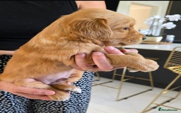 Golden Retriever dogs for sale: Dark Working Golden Retriever puppies  - Image 11