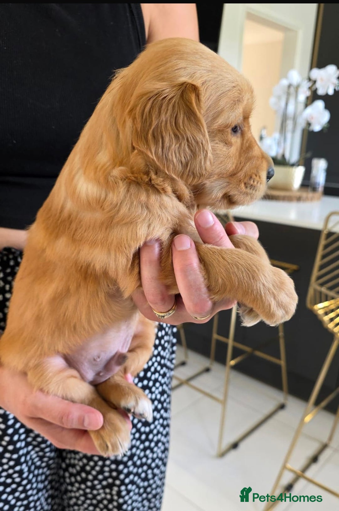 Golden Retriever dogs for sale: Dark Working Golden Retriever puppies  - Image 11