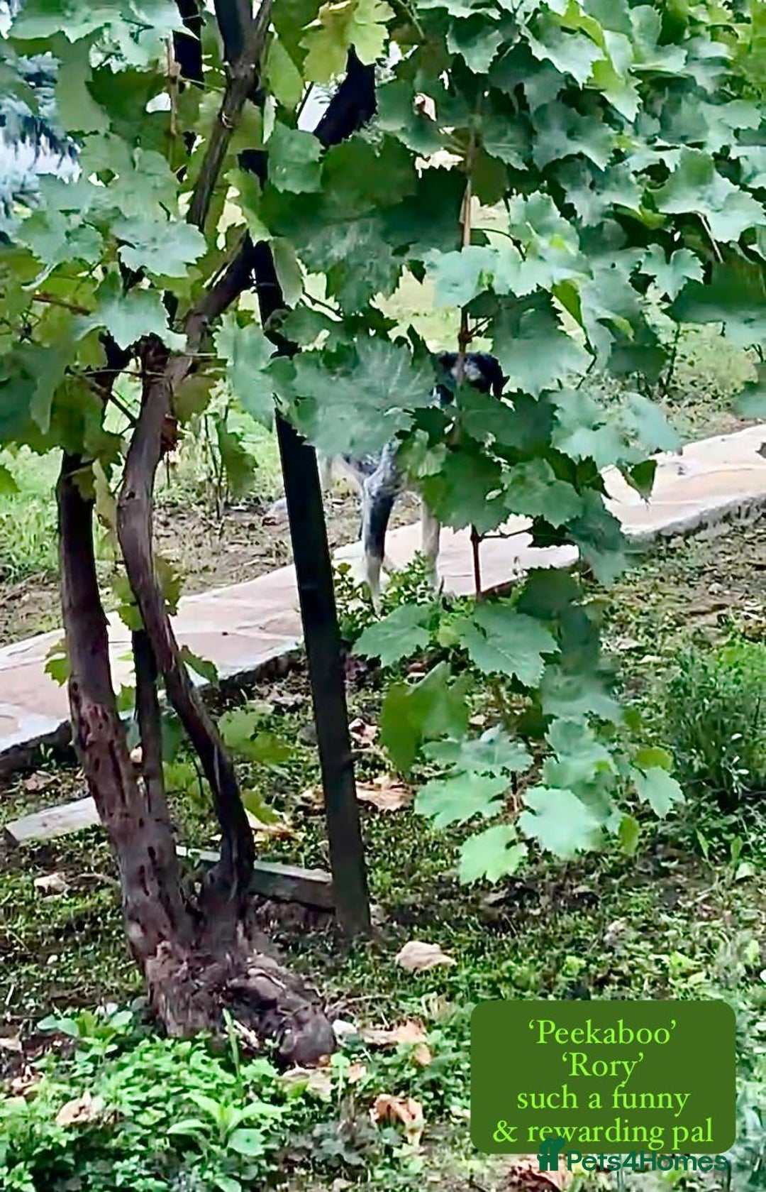 Mixed Breed dogs for adoption: Rory, 6-7 months approx. Available for adoption. - Advert 24