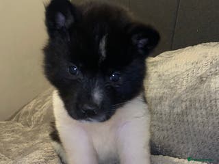 Akita dogs Beautiful American Akita Puppies 9 Boys 3 Females - Advert 3