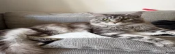 Maine Coon cats for sale: Stunning Maine coon  in Manchester - Advert 1