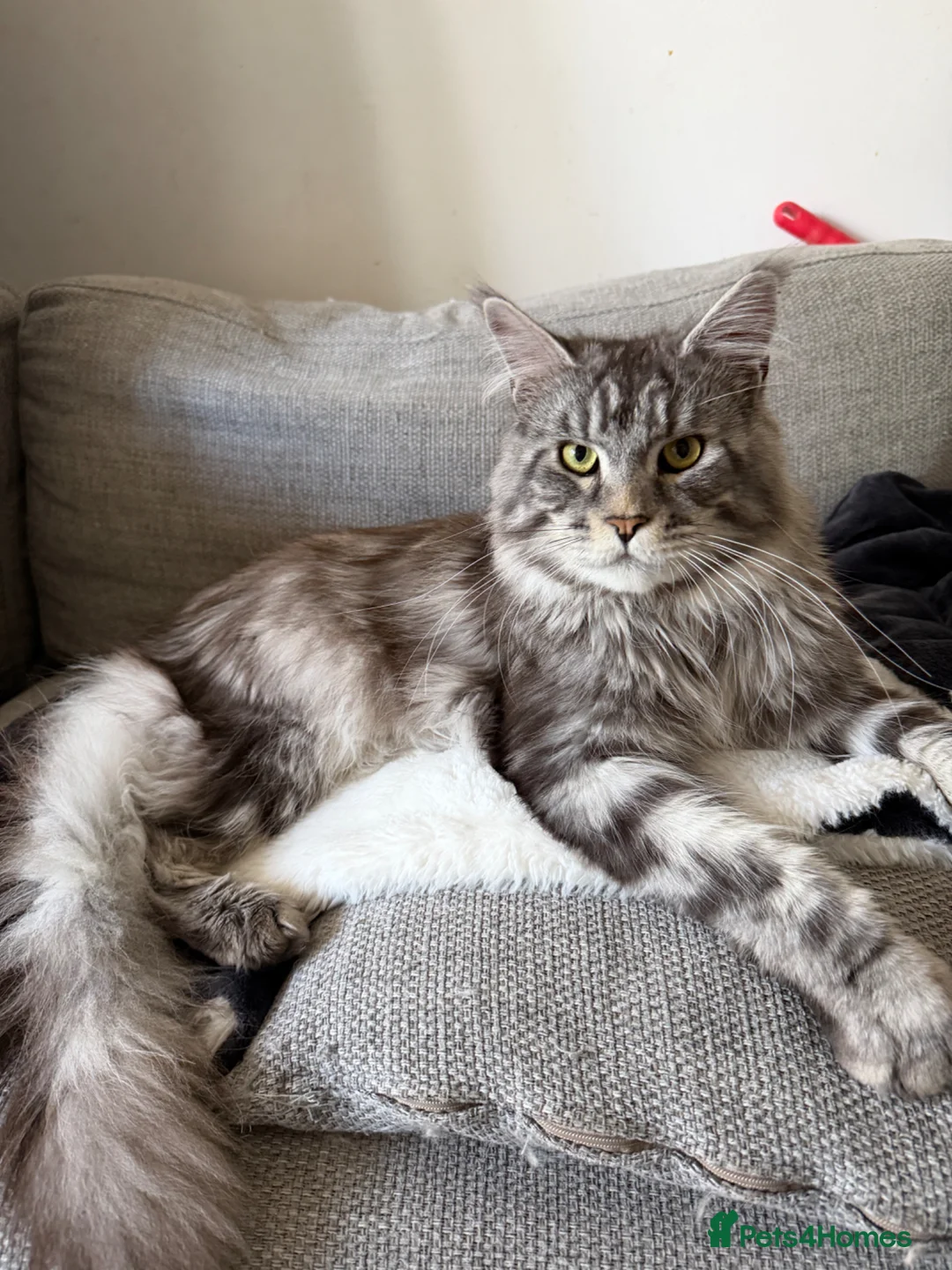 Maine Coon cats for sale: Stunning Maine coon  in Manchester - Advert 1