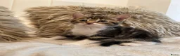 Mixed Breed cats for sale: Blue bengal kittens 🐈‍⬛🏠 - Advert 6