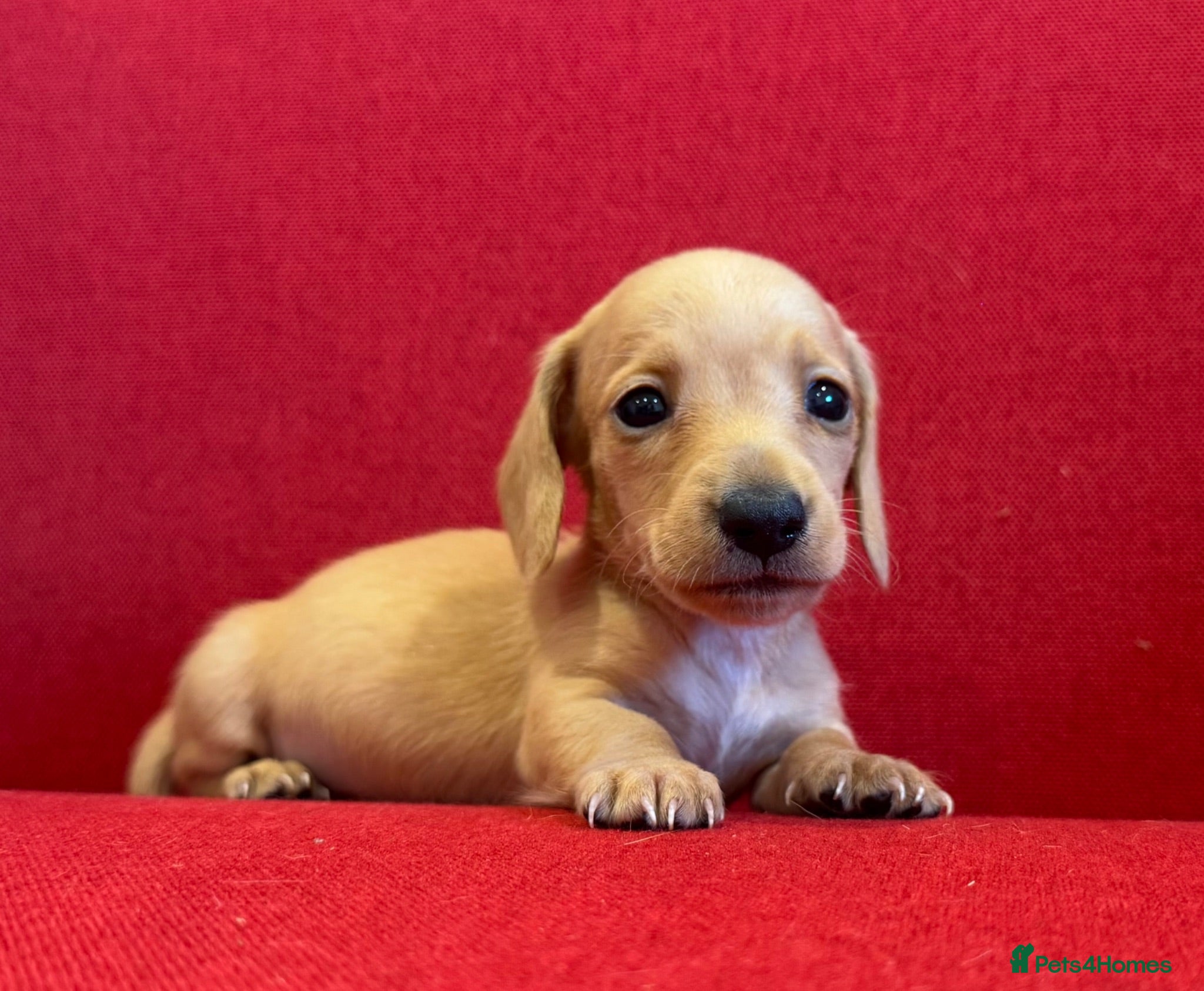 Miniature Dachshund dogs Long/smooth haired cream/Red Mini Dachshund pups - Advert 1