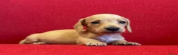 Miniature Dachshund dogs for sale: Long/smooth haired cream/Red Mini Dachshund pups - Advert 15