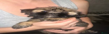 Shih Tzu 3