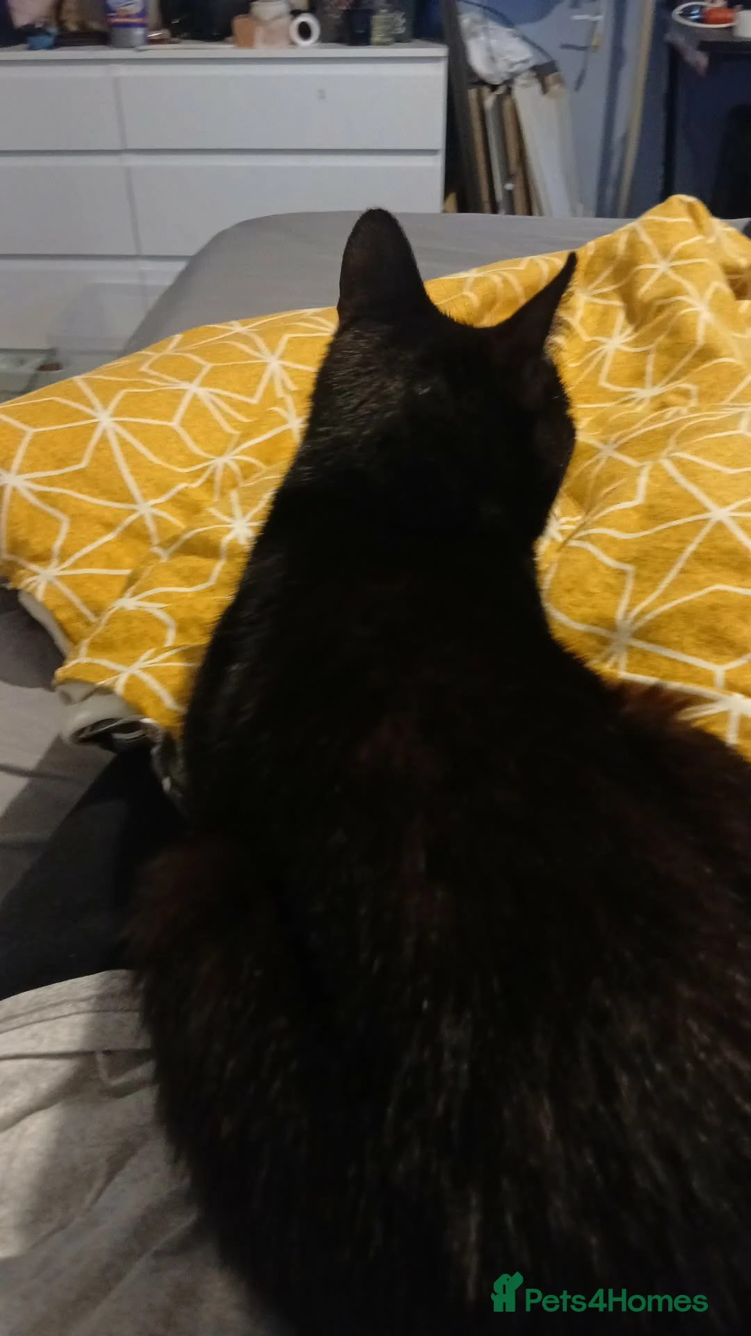 Mixed Breed cats for sale: Gorgeous boy in Sowerby Bridge - Advert 2