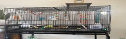 Budgerigars birds for sale: 2 male budgies for sale with cage, food and toys  in Broadway - Advert 4