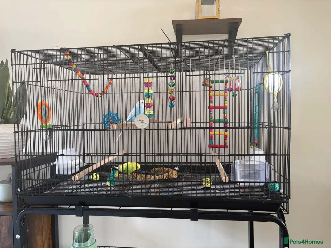 Budgerigars birds for sale: 2 male budgies for sale with cage, food and toys  in Broadway - Advert 4