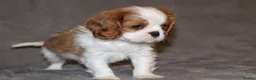 Cavalier King Charles Spaniel dogs for sale: Heart and health tested, KC registered. - Advert 11
