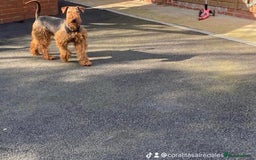 Airedale Terrier dogs for sale: Champion Coralita Airedale puppies  - Image 18