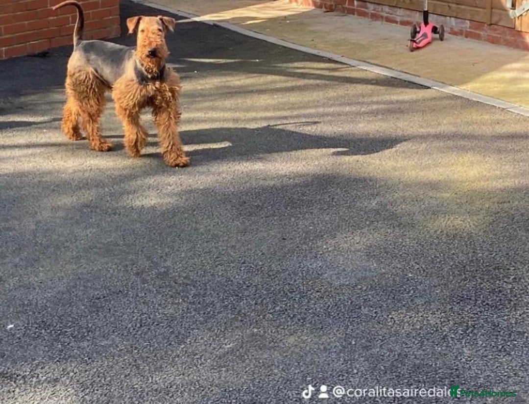 Airedale Terrier dogs for sale: Champion Coralita Airedale puppies  - Image 18