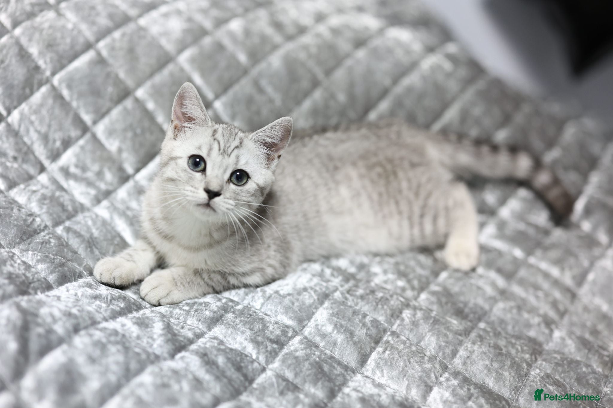 Scottish Fold cats Adorable Scottish Kittens Available - Advert 8