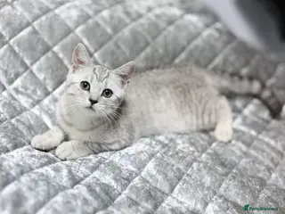Scottish Fold cats Adorable Scottish Kittens Available - Advert 8