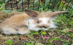 Mini Lion Lop rabbits for sale: Male mini lion lop - Image 10