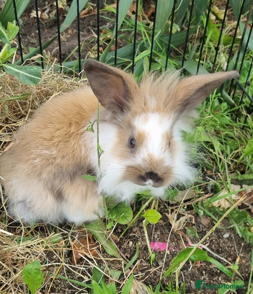 Mini Lion Lop rabbits for sale: Male mini lion lop - Image 10