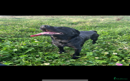 Labrador Retriever dogs for stud: Koba  - Image 6