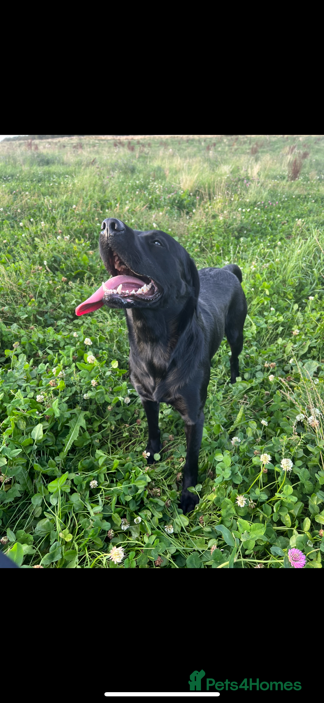 Labrador Retriever dogs for stud: Koba  - Image 6