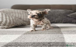 French Bulldog dogs for sale: French bulldog  - Image 8