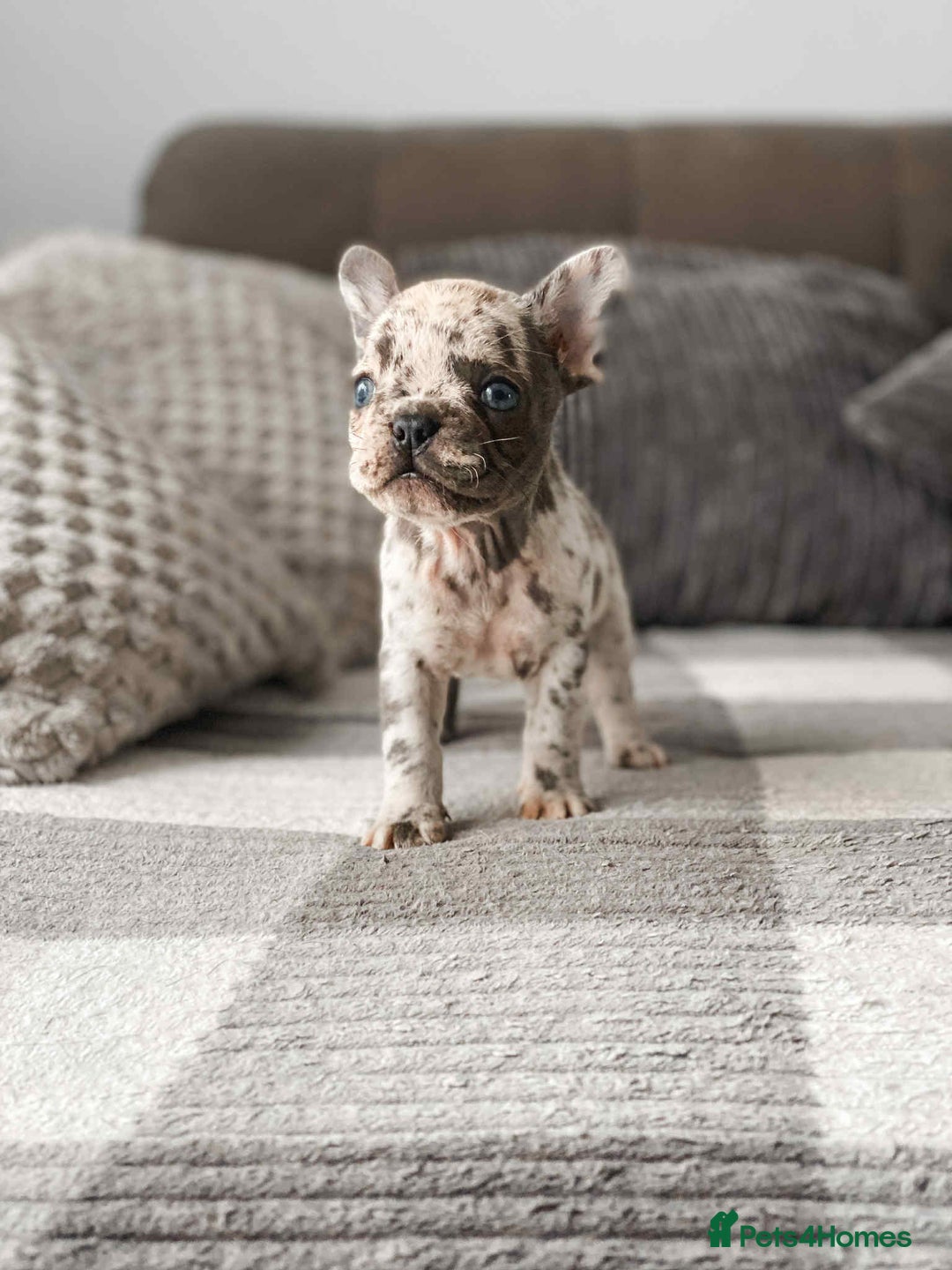 French Bulldog dogs for sale: French bulldog  - Image 8