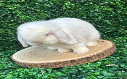 Mini Lop rabbits for sale: Mini lop babies 🌟 in Hartlepool - Image 25