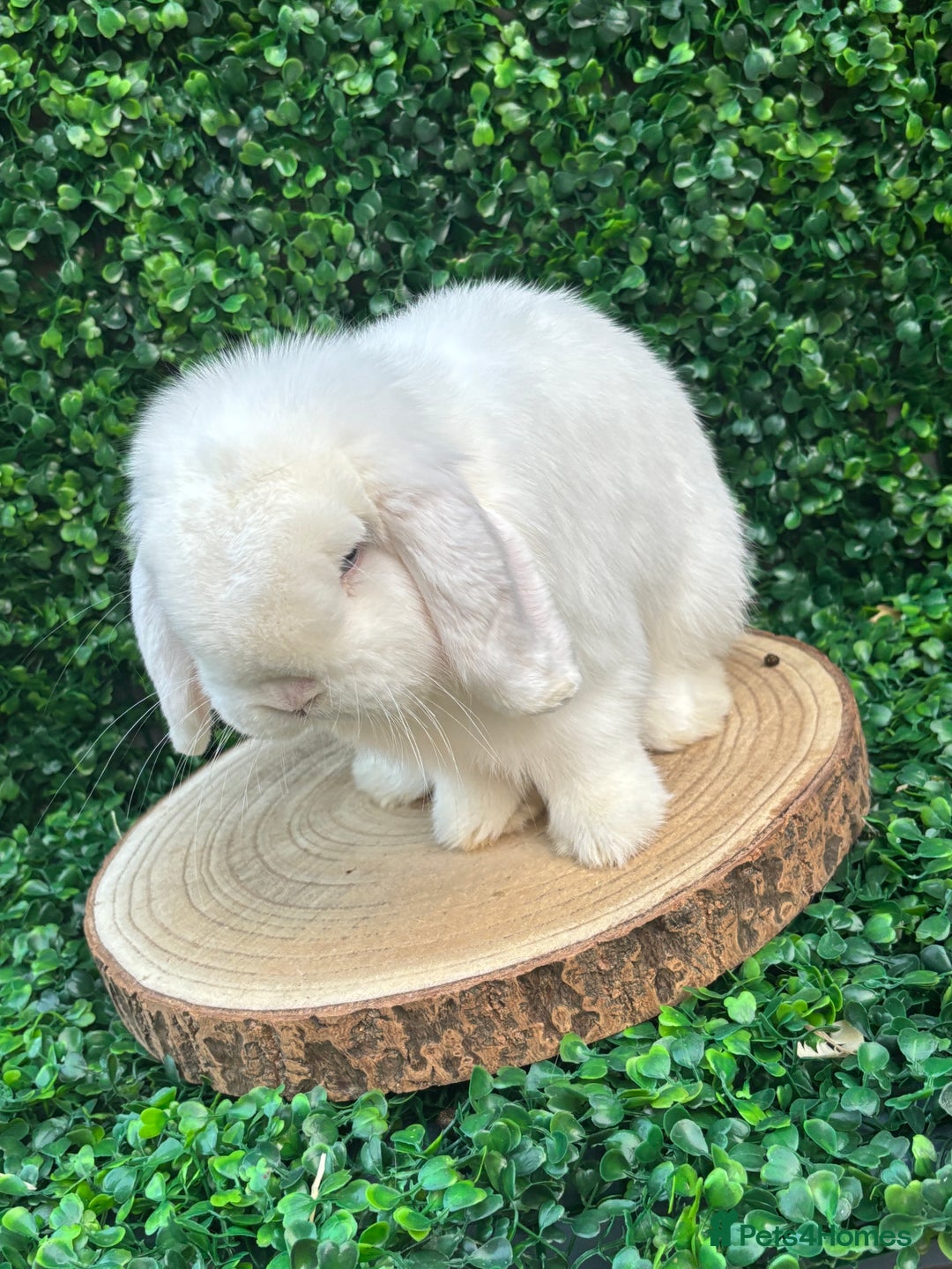 Mini Lop rabbits for sale: Mini lop babies 🌟 in Hartlepool - Image 25