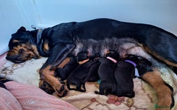 Rottweiler dogs for stud: Proven kc reg Health tested hip and elbow scored in Windsor - Image 14