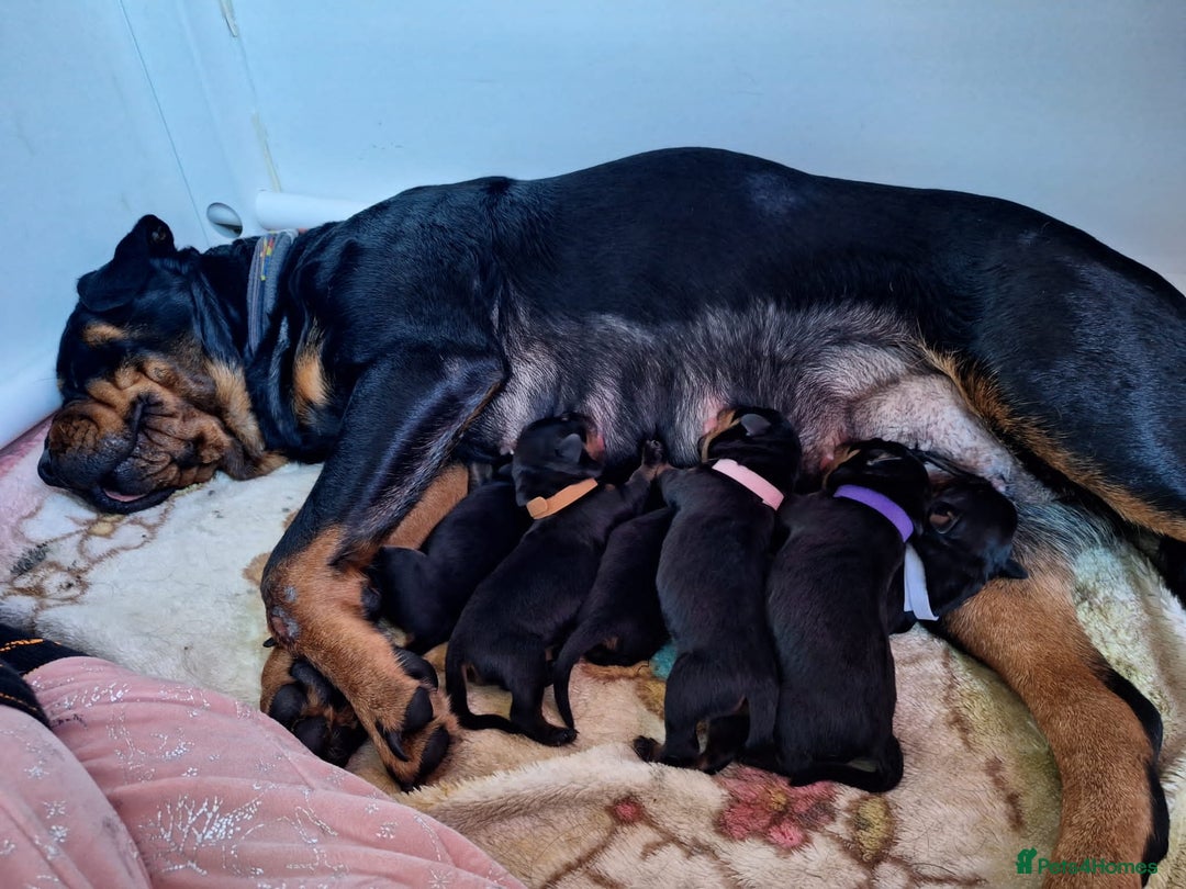 Rottweiler dogs for stud: Proven kc reg Health tested hip and elbow scored in Windsor - Image 14