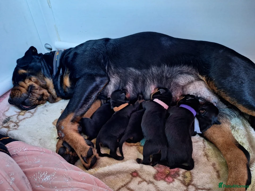 Rottweiler dogs for stud: Proven kc reg Health tested hip and elbow scored in Windsor - Advert 14