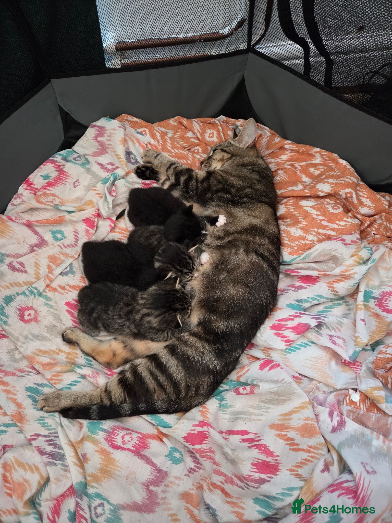 Mixed Breed cats Beautiful babies - Advert 19