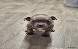American Bully dogs for sale: Champagne, Chocolate, Merle Micro Pocket Bullys  in Wilmslow - Image 5