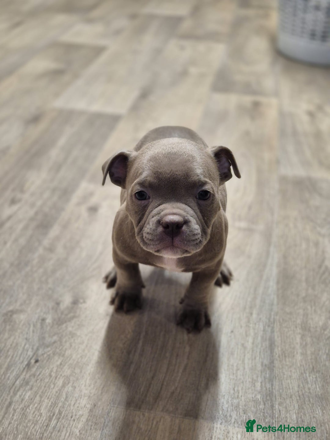 American Bully dogs for sale: Champagne, Chocolate, Merle Micro Pocket Bullys  in Wilmslow - Image 5