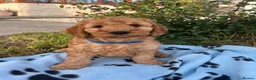 Cockapoo dogs for sale: Cockapoo puppies  - Advert 15
