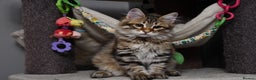 Siberian cats for sale: Siberian From Tunguska House Cattery - Advert 19